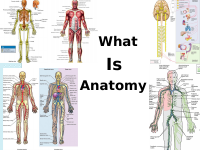 Introduction to Human Anatomy kel.-1.pptx